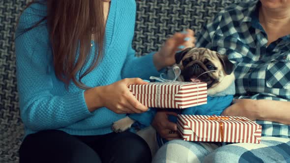 Girl or daughter gives the woman or mother presents and pug dog in the new year eve. alt