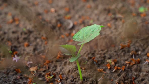 The First Young Cucumber Sprout From the Soil alt