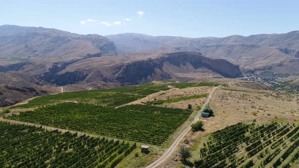 Drone flying over the straight rows of the green vineyards.