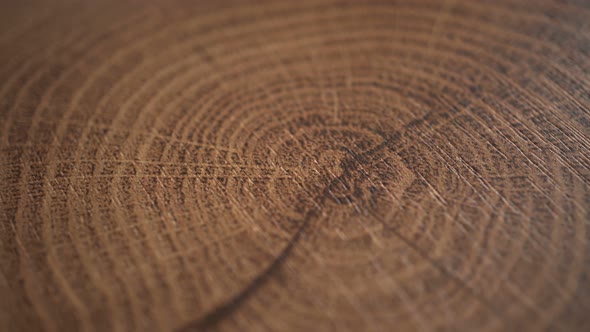 Rotation Wood Slice Background alt