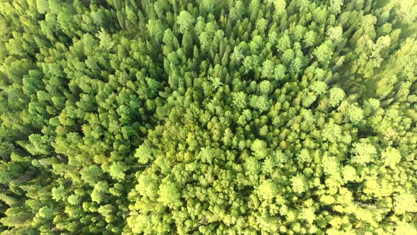 Aerial Fly Over Green Grove with Conifers Trees. Top View From Drone of Forest.