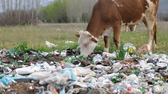 Cows Eating Garbage alt