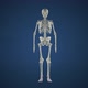 Skeleton - VideoHive Item for Sale