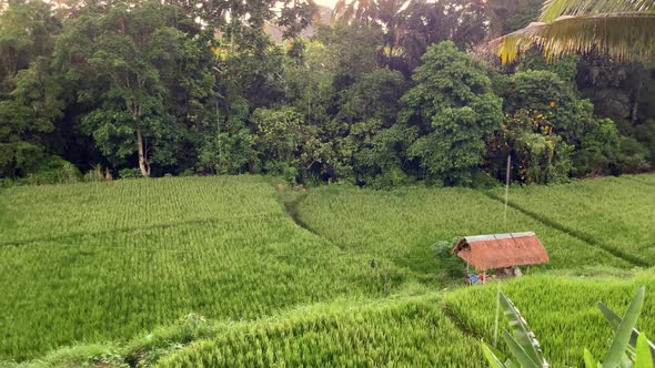 View of a Rice Field During a Tropical Sunset Rain in Front of Coconut Palms in Ubud on the Island