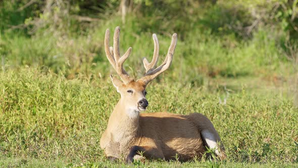 Peaceful marsh deer, blastocerus dichotomus with majestic antlers, lying down and taking an afternoo alt