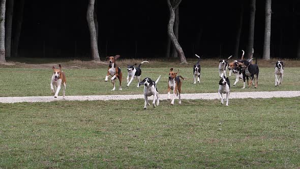 980125 Great Anglo-French White and Black Hound with Great Anglo-French Tricolour Hound, near Saint alt