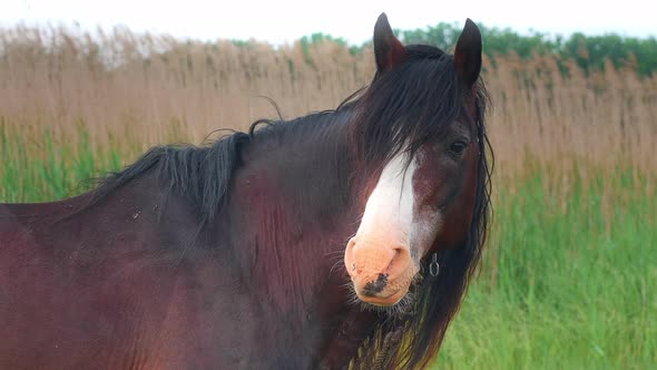 Portrait of beautiful and mighty dark bay male horse alt