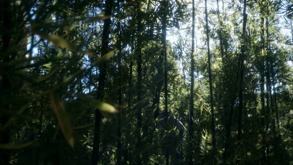 Windy Tranquil Arashiyama Bamboo Grove alt