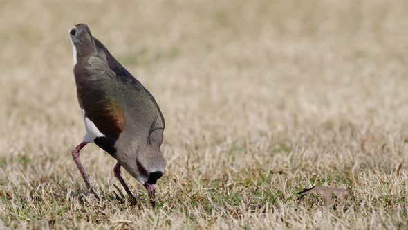 Hunting Souther Lapwing pecking worm from dry ground during sunlight,close up track shot - Vanellus alt