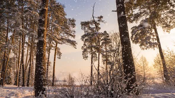 Swivel Hyperlapse in the Winter Snowy Forest During Snowfall Beautiful Winter Landscape and Snowfall alt