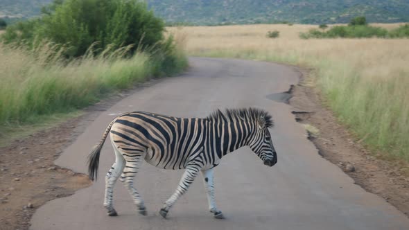 A zebra crossing the street in Pilanesberg National Park in South Africa - close alt