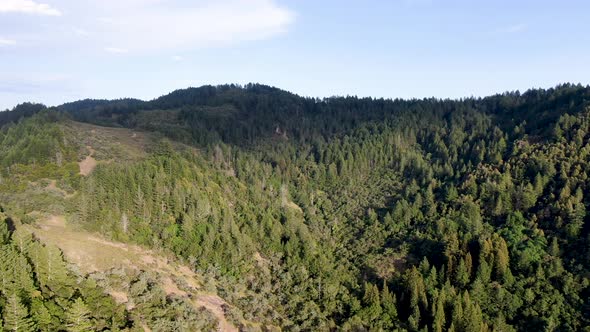 Aerial View of the Verdant Hills with Trees in Napa Valley During Summer Season.  alt