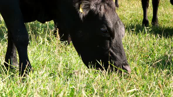 Close Up in Meadow on Farm Big Black Pedigree Breeding Cow or Bull is Grazing Eating Grass alt