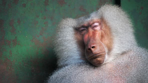 Funny Shy Hamadryas Baboon in a Zoo Cage alt
