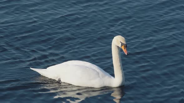 A single swan swims in calm water. Close up. Slight angle from above in 4K. alt