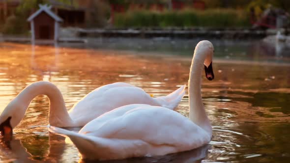 White Swans Swim Searching Food in Lake Water at Sunset