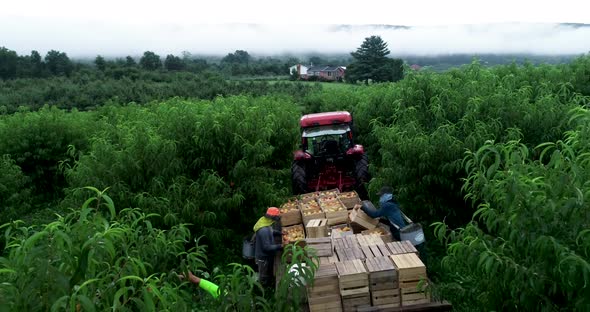 Closeup aerial of tractor in an orchard as farmhands arrange peaches on a flatbed. alt