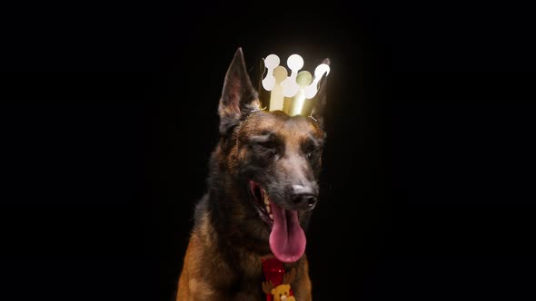 Portrait of Brown Malinois Bard with Crown and Red Collar Posing on Black Background alt