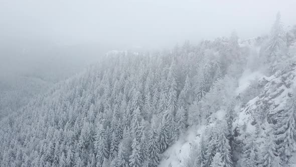 Aerial drone view of beautiful winter scenery in the mountains with pine trees covered with snow