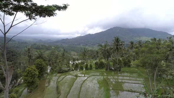 Aerial view of paddy cultivation field on a hill, Bali, Indonesia. alt
