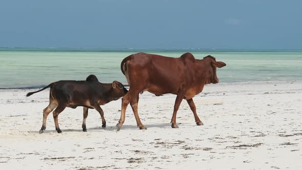 African Humpback Cow Feeds a Calf on a Tropical Sandy Beach By Ocean Zanzibar alt