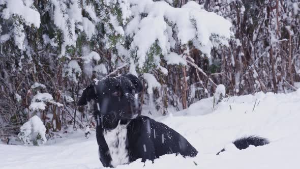 Black dog in winter and falling snowflakes