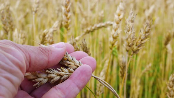Farmer's Hands Hold a Spikelet of Wheat Check the Grain for Ripeness alt