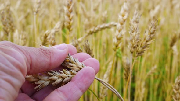 Farmer's Hands Hold a Spikelet of Wheat Check the Grain for Ripeness