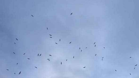 Silhouettes of Birds Flying in the Sky with Gloomy Clouds