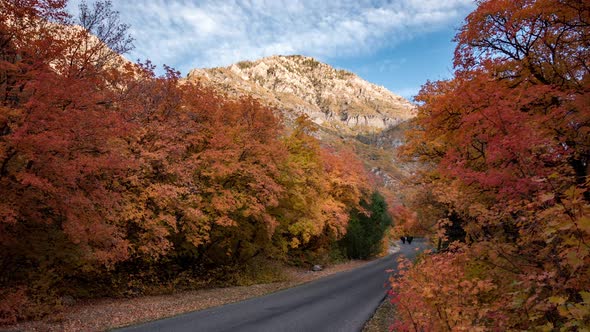 Timelapse looking up road through Fall color foliage with cows alt