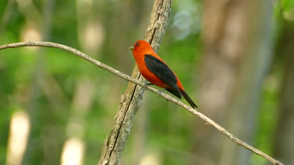 Red and black bird takes flight from its perched position on a branch in the middle of the thicket. alt