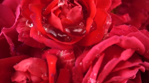 Falling drops of water on the buds of red roses. alt