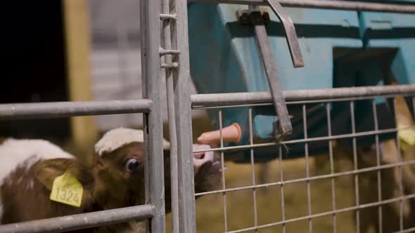 Eager calf in holding pen drinks from milk feeder, close up static alt