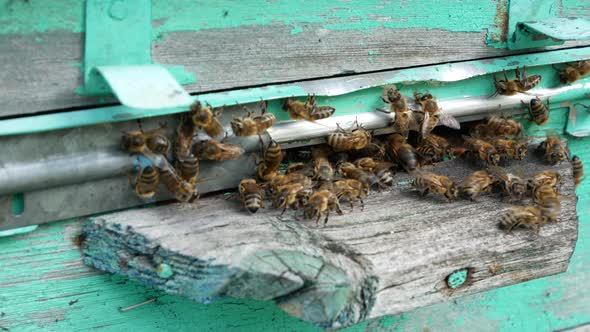 Bees in a Hive in an Apiary