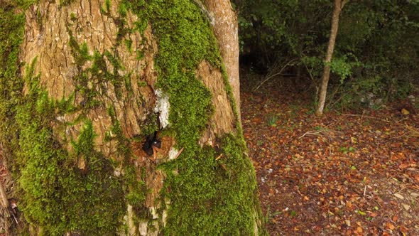 Inside the rain forest and trees alt