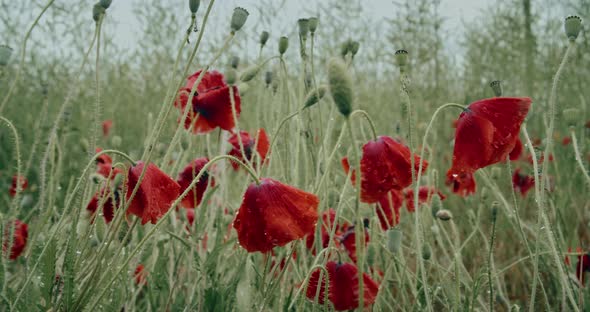 Red Poppy Flower After Rain Moving on Wind alt