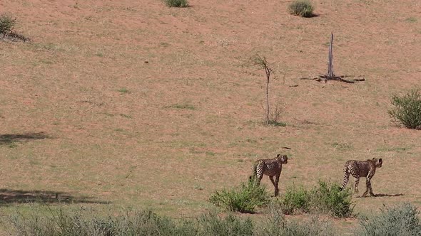 Two African Cheetahs walk the arid landscape of Kalahari Desert alt