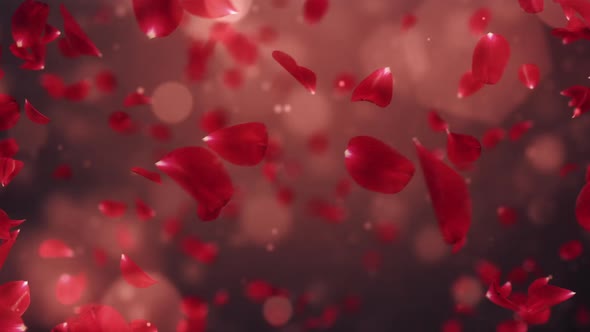 Whirl Flying Romantic Dark Red Rose Flower Petals Background Loop HD