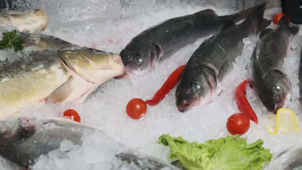Lot of Fresh Sea Bass Fish Lies on Ice in a Supermarket Showcase Frozen Seafood alt
