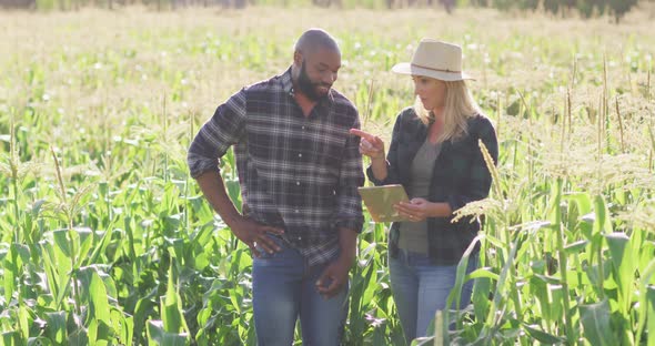Video of happy diverse female and male with tablet in field on sunny day alt