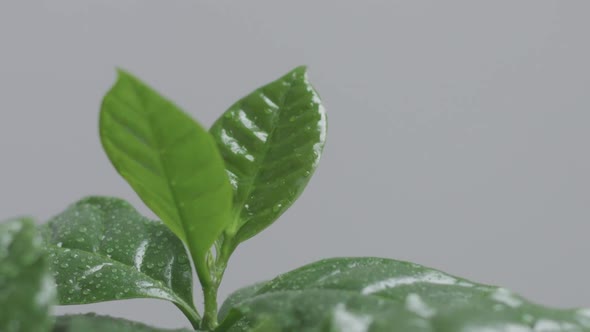 Arabic Coffee Plant Closeup of the Leaves and Water Falling on in Slow Motion From 120 Fps alt
