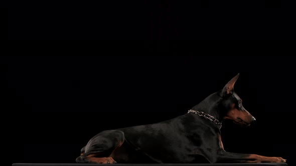 Doberman Pinscher Stylish Collar Form Chain Plays Studio Black Background Blue Toy Ball alt