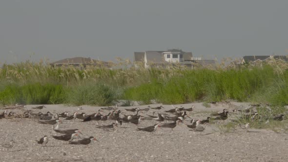 black skimmers with beach homes in the background alt