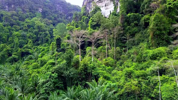 Aerial Shot of Beautiful Trees in the Jungle Mountains Krabi Thailand alt