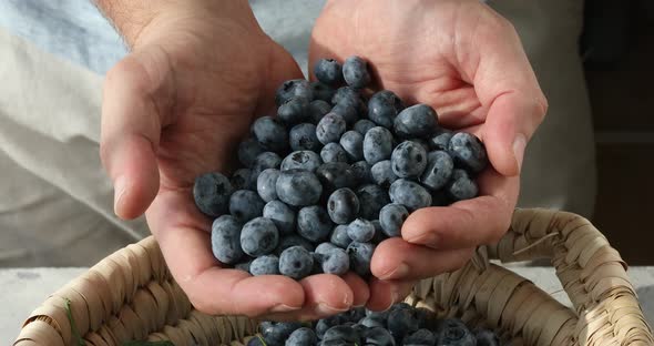 Blueberry, A man hands full of freshly picked blueberries.
