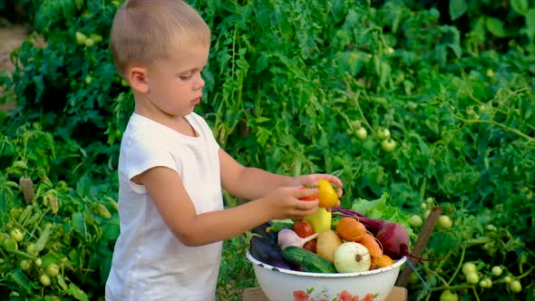 A Child in the Garden with a Harvest of Vegetables alt