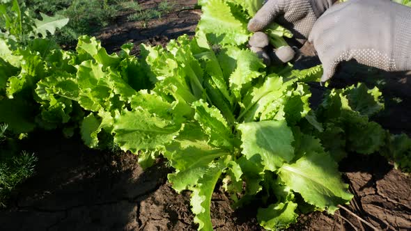 Farmer's Hands in Gloves Collect Green Lettuce Leaves in the Garden alt