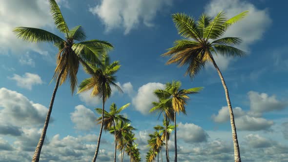 The road from palm trees on a tropical island near the ocean.