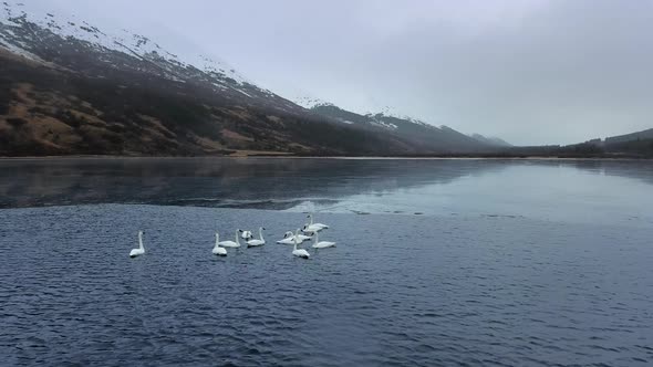 Aerial shot of trumpeter swan pack playing on water at foot of mountains in Summit Lake, Alaska, USA alt