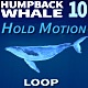Humpback Whale 10 - VideoHive Item for Sale